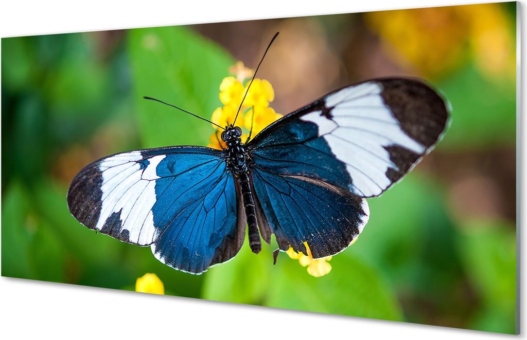Spritzschutz 100x50 Wandkunst Bunter Schmetterling auf Blumen