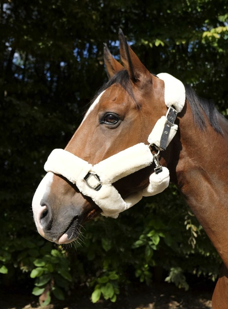 EQUITHÈME Teddy Halfter in 3 Farben, Farbe:marineblau, Größe:Warmblutgröße