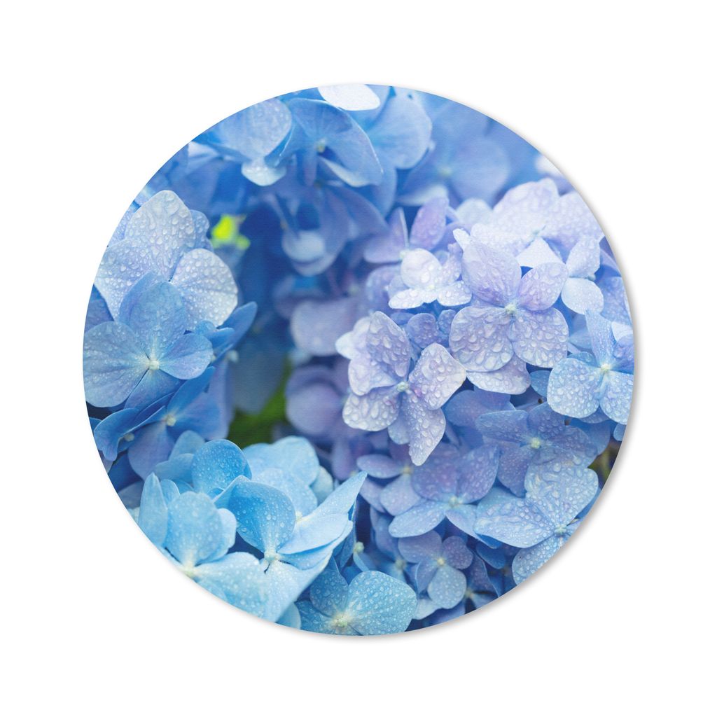 MuchoWow Mauspad Mousepad Hortensie - Wassertropfen - Floral - Botanisch - Blau 50x50 cm - Mousepads - Maus Mat - Pad - Mausunterlage - Vinyl