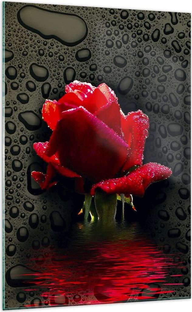 Bilder auf glas - Einteilig - Blume rote rose wasser tau - 70x100cm - Glasbilder - Wandbilder - Bilder - Wanddekoration aus Glas - Glas Bilder - Wa...