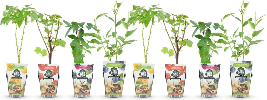 GreenboutiQ - Obstpflanzen - Regenbogen - Rote Produktbild 