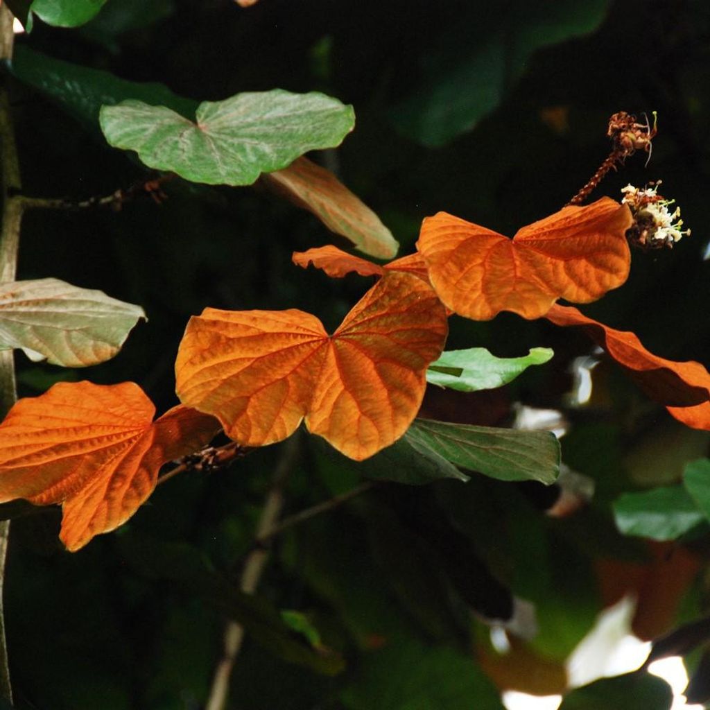 Goldblatt-Bauhinia (Phanera aureifolia) - 3 zaden Productafbeelding 