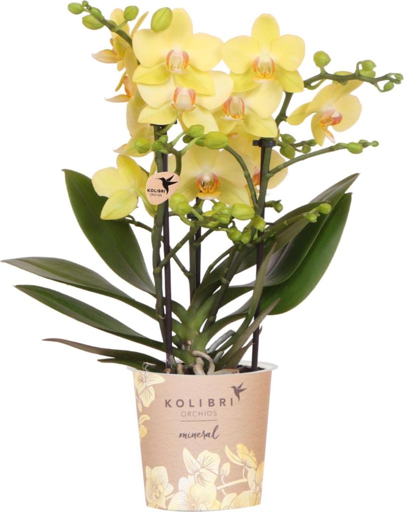 Žlutá orchidej Phalaenopsis 'Albenga', prumer 9cm, pokojová Obrázek produktu 