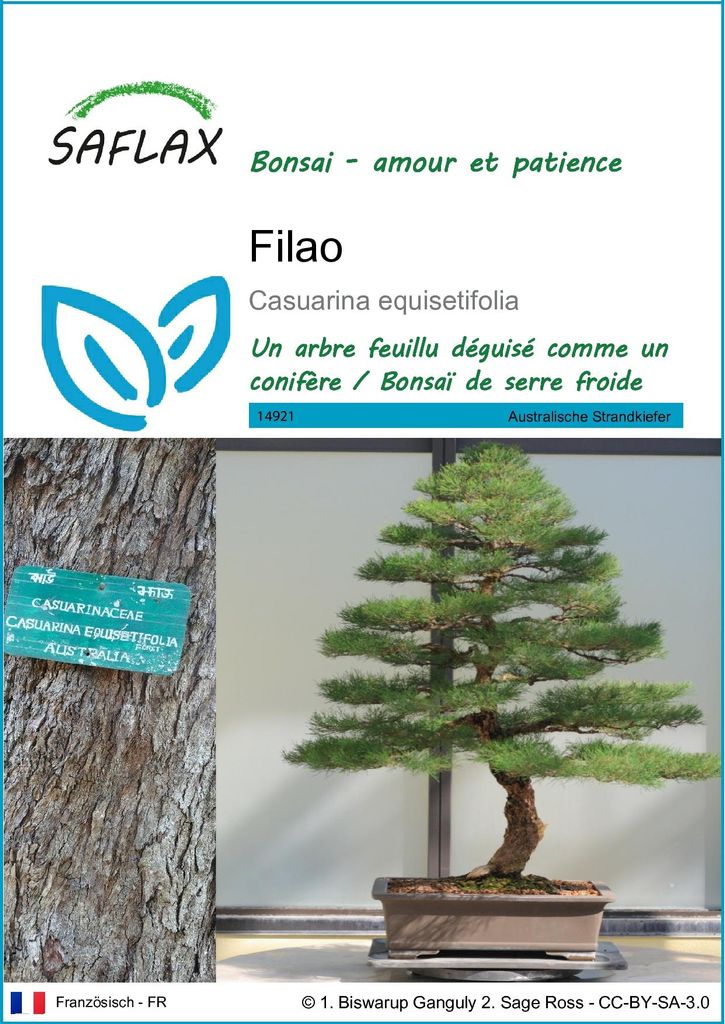 SAFLAX  - Filao - 200 graines - Casuarina Image du produit 