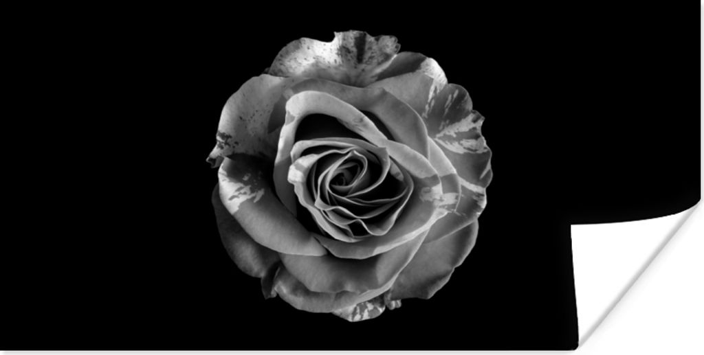 MuchoWow Poster Blumen - Rose - Schwarz - Weiß - Botanisch 150x75 cm - ohne Rahmen