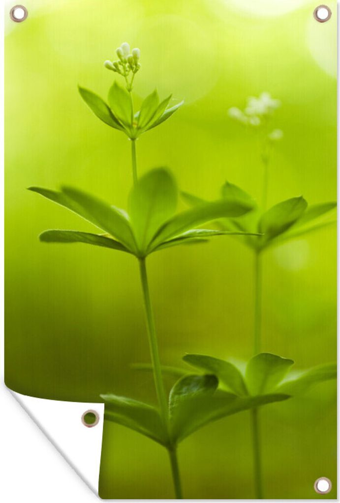 MuchoWow 80x120 cm Outdoor-Poster Gartendeko Sichtschutz Garten Poster für den Garten Zwei blühende Waldmeisterpflanzen in der Natur