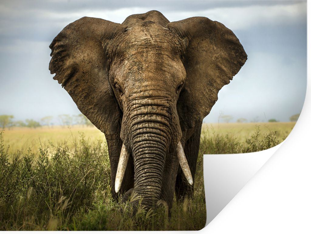 MuchoWow Wandtattoo Wandsticker Wandaufkleber Elefant - Natur - Gras - Tiere - Landschaft 160x120 cm Selbstklebend und Repositionierbar - Selbstk...