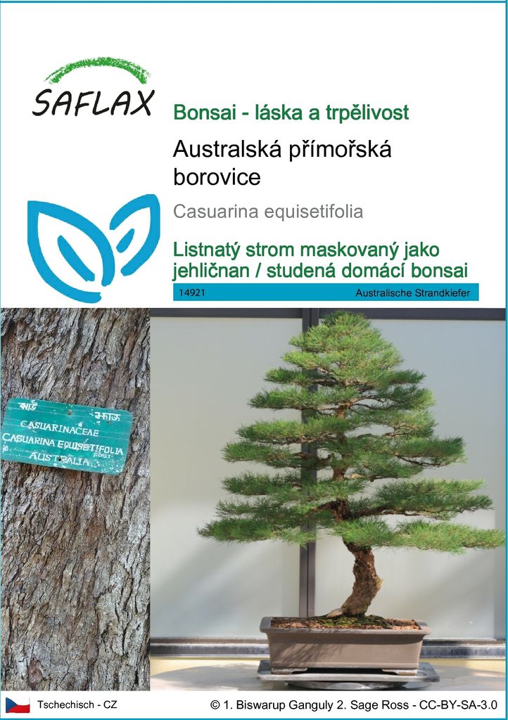 SAFLAX - Australská přímořská borovice - Casuarina Obrázek produktu 