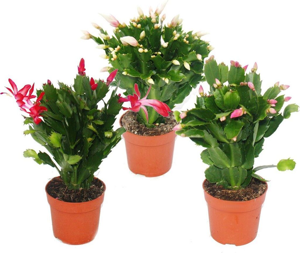 Kaktus bozonarodzeniowy - Schlumbergera - Zestaw 3 roslin