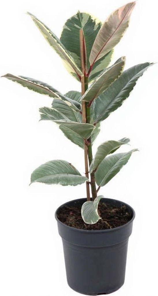 Ficus Tineke - Gummibaum - 19 cm Topf, 70 cm Höhe