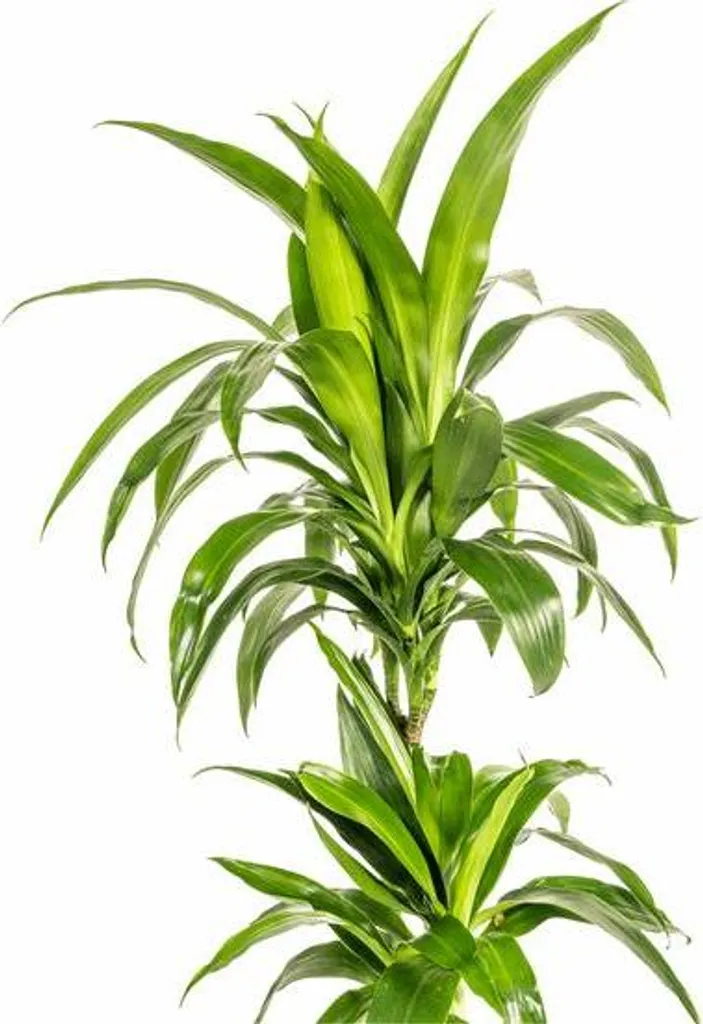Plante increvable Dracaena Lisa 19cm - Dragonnier vert pour débutant - 2