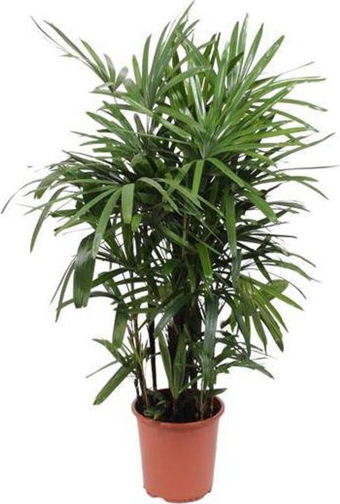 Rhapis excelsa 120 cm, średnica 27 cm – palma Lady Palm, Zdjęcie produktu 