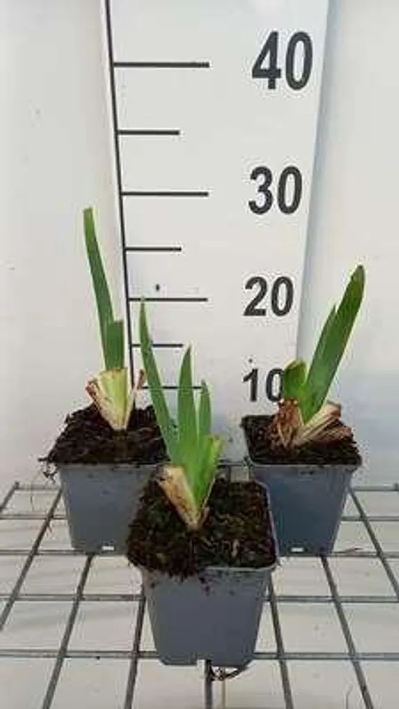 Iris Germanica Constant Wattez Rose - Floraison Parfumée - 6 Godets 9cm
