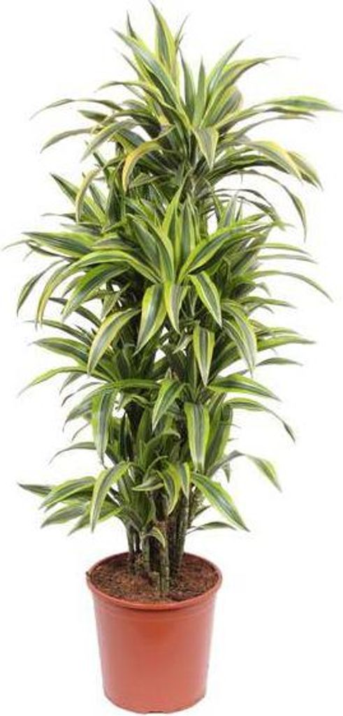 Drzewo smocze Dracaena Lemon Lime - wysokosc 150cm - Zdjęcie produktu 