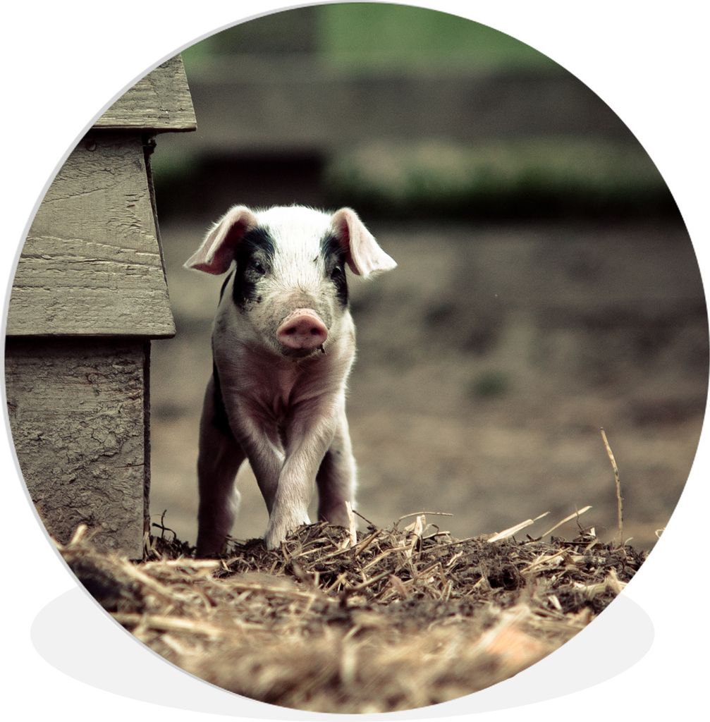 MuchoWow Rundes Wandbild - Runde Bilder Schwein - Stall - Baby Ø 90 cm Kreis Wanddekoration Kunststoff - Wandkreis - Wandschmuck - Wand-Kreis - ...