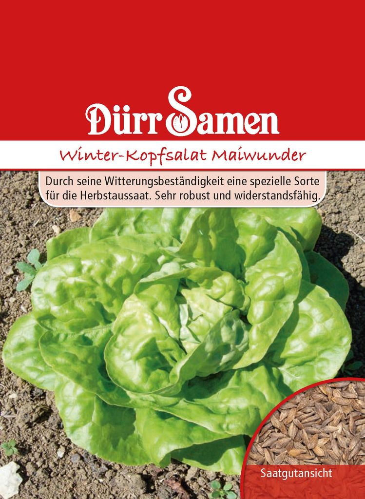 Dürr-Samen - Kopfsalat Winter-Maiwunder - Saatgut - 0034 Produktbild 