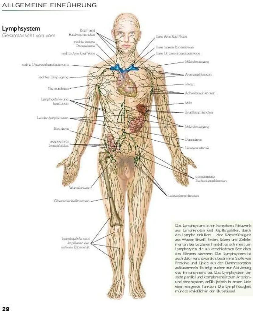 YOGA - Atlas der Anatomie : Comprendre le Corps et les Postures