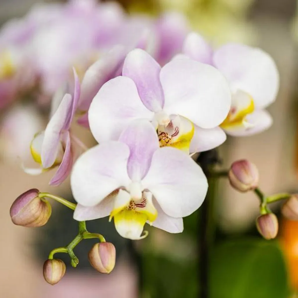 Composition de Plantes Intérieur Candy Pink Orchidée et Succulente - 5