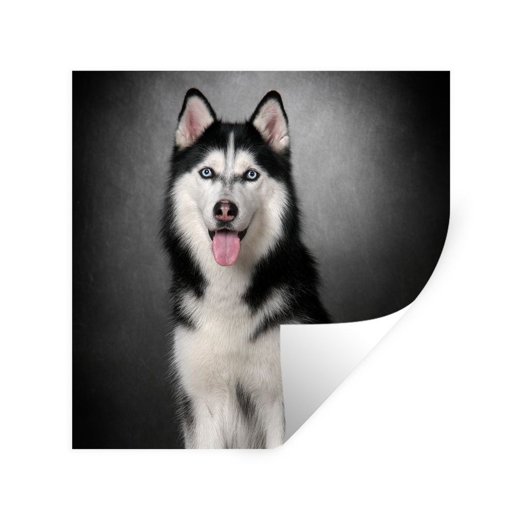 MuchoWow Wandtattoo Wandsticker Wandaufkleber Sibirischer Husky 100x100 cm Selbstklebend und Repositionierbar - Wierderverwendbar - Selbstklebend
