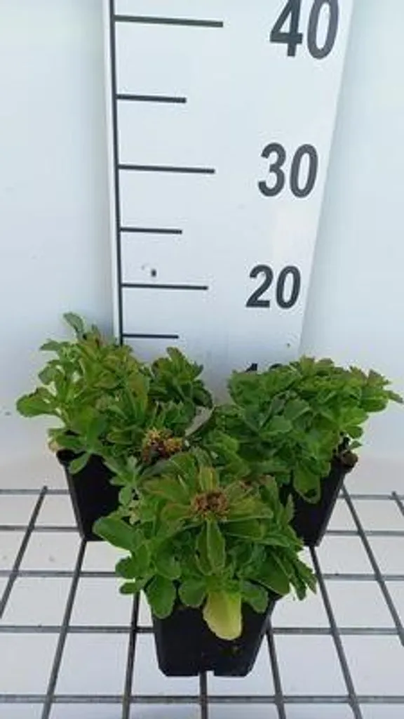 Plante vivace Sedum selskianum : lot de 6 godets 9cm pour couvre-sol