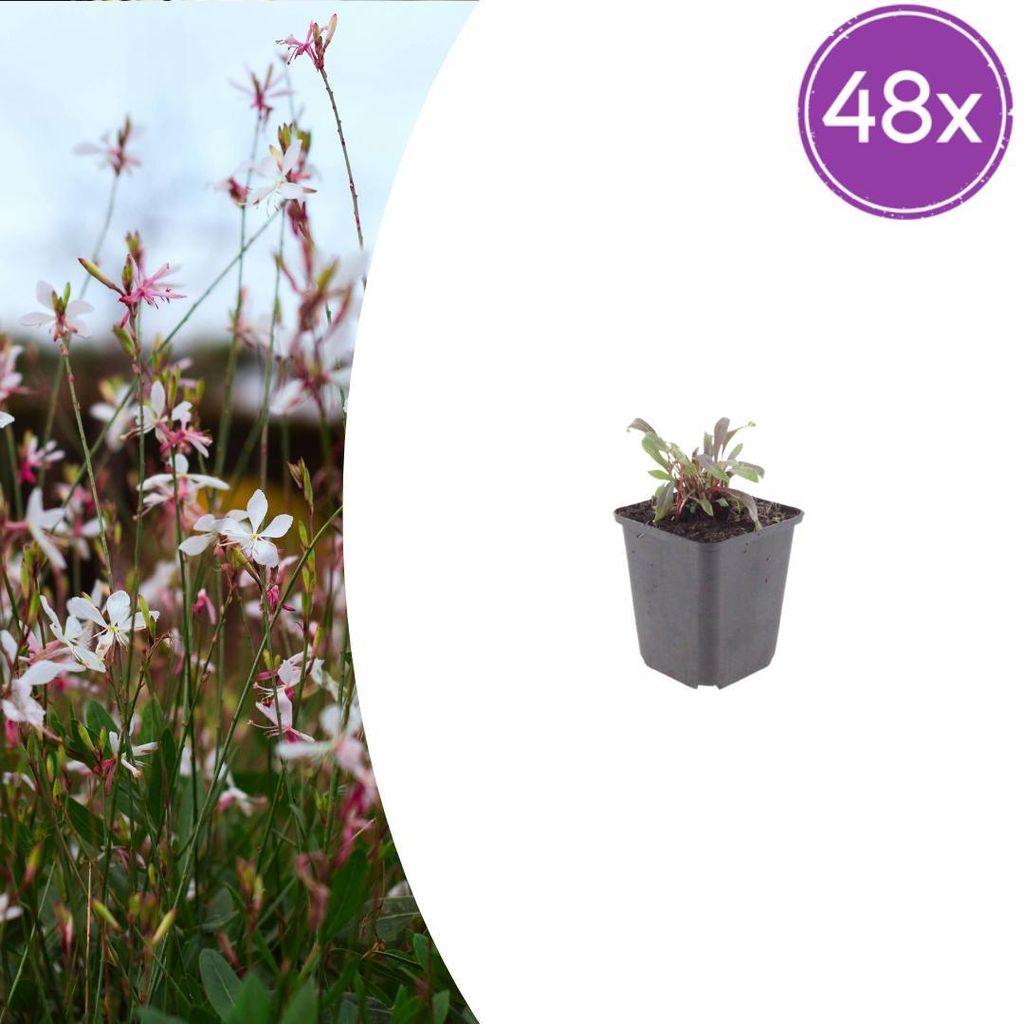 Gaura l. 'Siskiyou Pink' | 48 Stück - 10-25cm - Ø9cm - Gartenpflanze