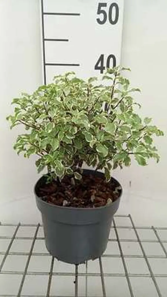 Pittosporum Silver Queen 25-30 cm idéal pour haie de terrasse