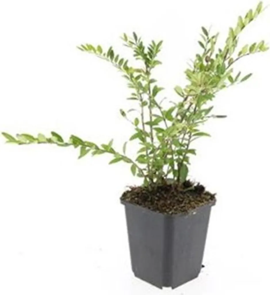 Lonicera Purple Pearl Couvre-sol Persistant - Set de 40 godets 9cm