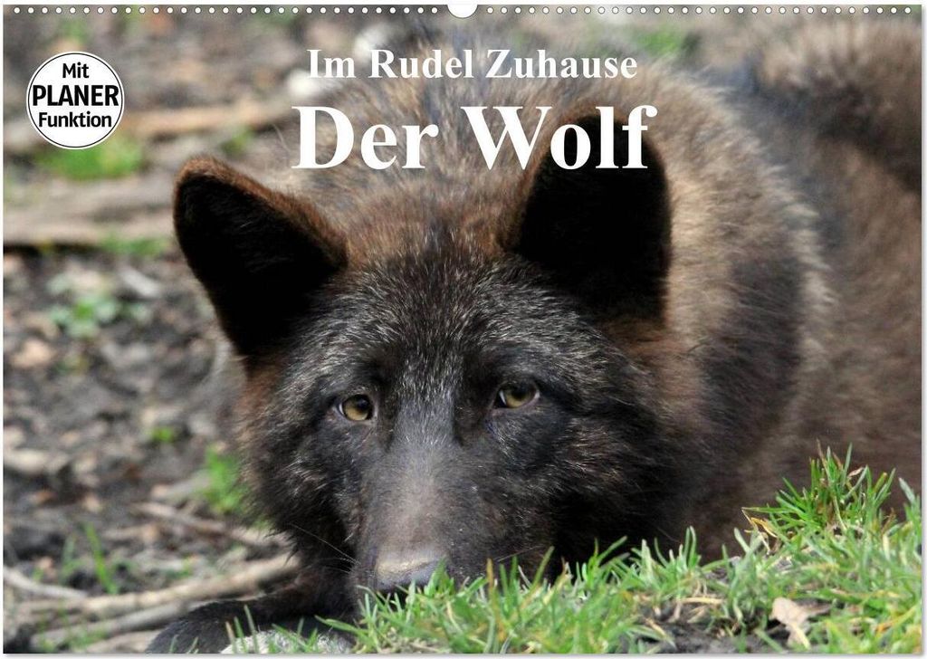 Im Rudel Zuhause - Der Wolf (Wandkalender 2026 DIN A2 quer), CALVENDO Monatskalender
