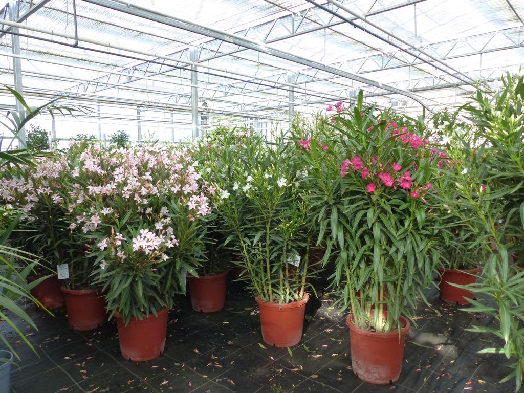 Oleander  110 - 130 cm Busch Nerium Krone Ø90 cm Produktbild 