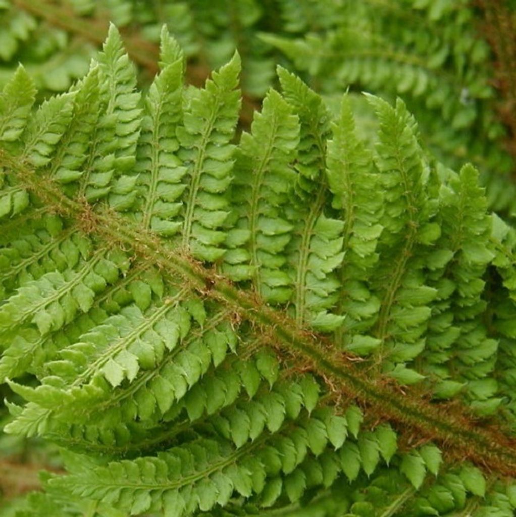 6 x Weicher Schildfarn - Polystichum setiferum 'Congestum' | Topf 9cm x 9cm