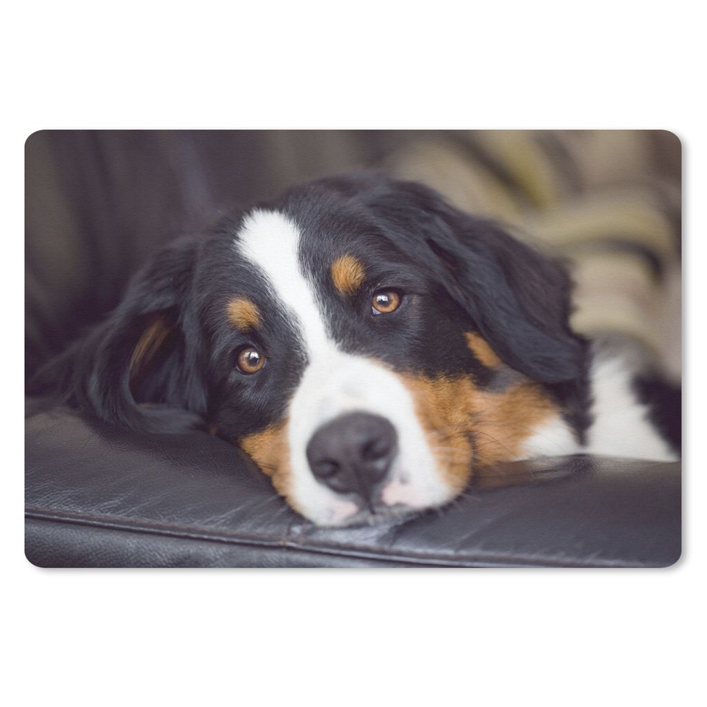 MuchoWow Schreibtischunterlage Ein Berner Sennenhund liegt auf dem Sofa 60x40 cm - XXL Mauspad - Großes Mauspad