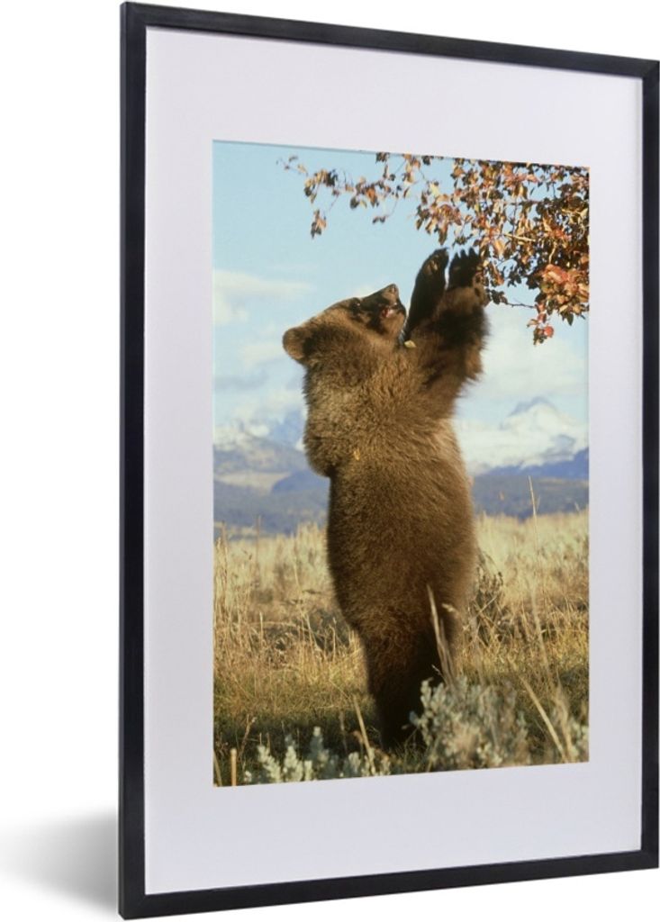 MuchoWow MuchoWow Gerahmtes Poster Bär - Laub - Gras 40x60 cm - Poster mit zchwarzem Bilderrahmen - Poster in Rahmen