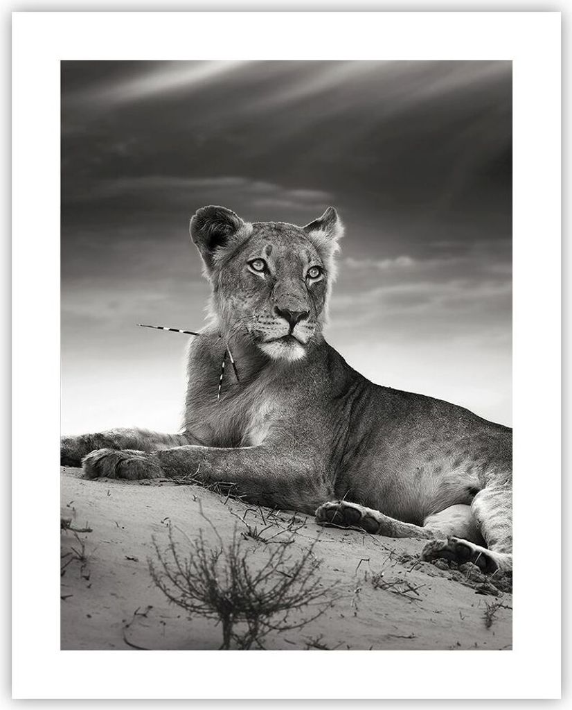 Poster - Poster ohne Rahmen - Tierwelt weiblich katze Tier - 40x50 cm - Wand Bild - Wanddeko - Wandbilder - Kunstposter - Wandposter - Bilder - Kun...