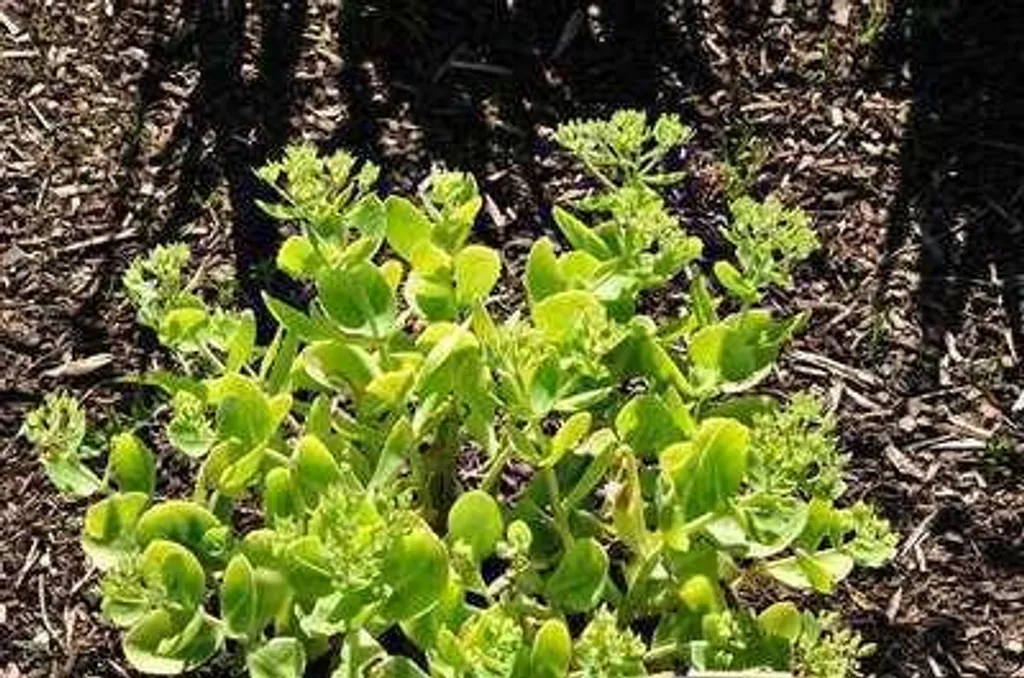 Aménager un jardin sans arrosage - 6 Sedum spectabile Brilliant