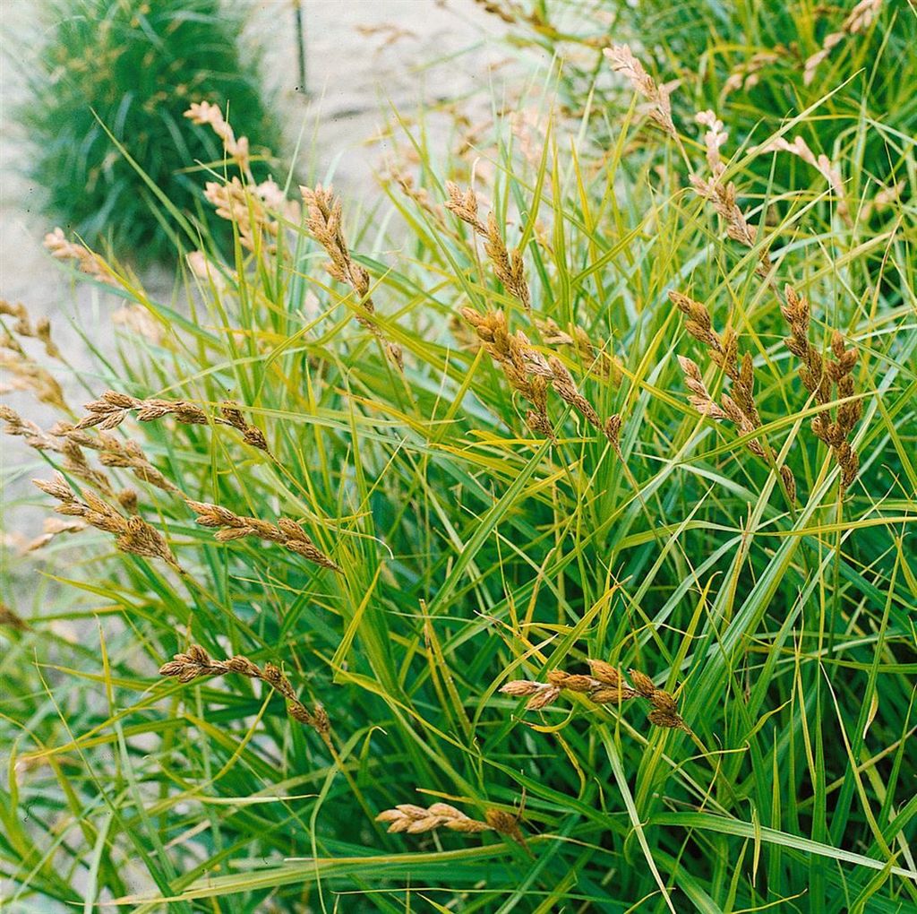 Carex muskingumensis 'Variegata', buntlaubig, ca. 9x9 cm Topf