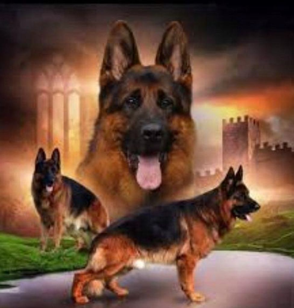 Malen nach Zahlen: Schäferhund mit Festung, 40 x 50 cm, mit Rahmen