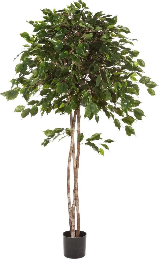 aplanta Künstlicher Ficus - Kathleen | 210 cm, für drinnen, Kunstbaum, wie echt, Allergiker geeignet, pflanzliche Dekoration Praxis, Office & Woh...