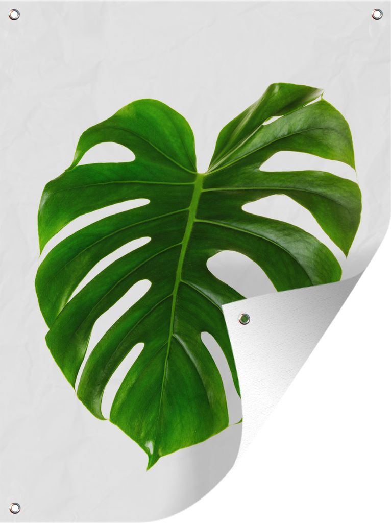 MuchoWow 30x40 cm Outdoor-Poster Gartendeko Sichtschutz Garten Poster für den Garten Großes botanisches Blatt auf weißem Hintergrund