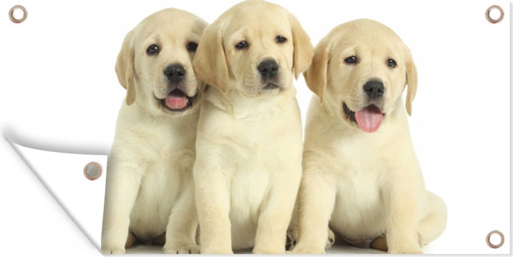 MuchoWow 60x30 cm Outdoor-Poster Gartendeko Sichtschutz Garten Poster für den Garten Drei weiße Welpen in einer Reihe