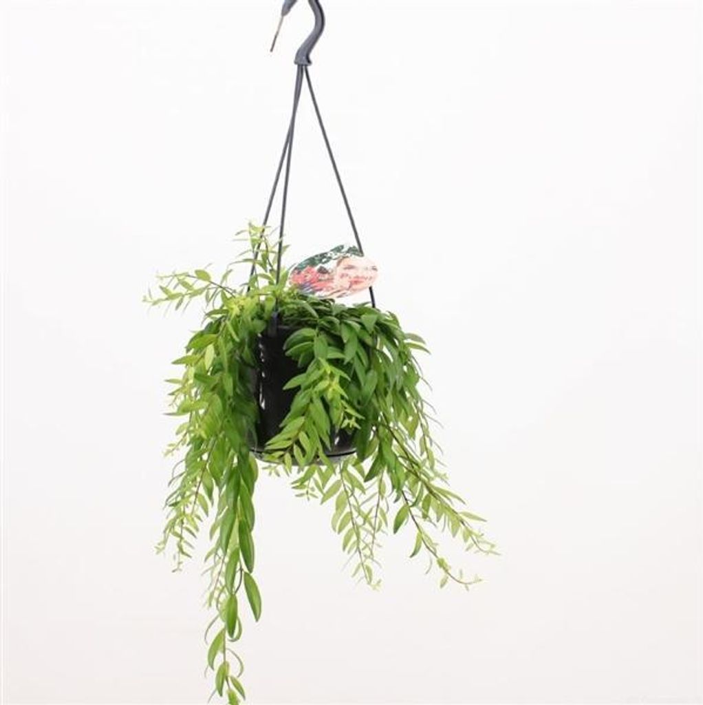 Aeschynanthus 'Japhrolepis' Ampel, Chinesische Glockenblume, Hängepflanze ca. 70 cm – Ideal für Indoor, Zimmerpflanze, Tropenpflanze