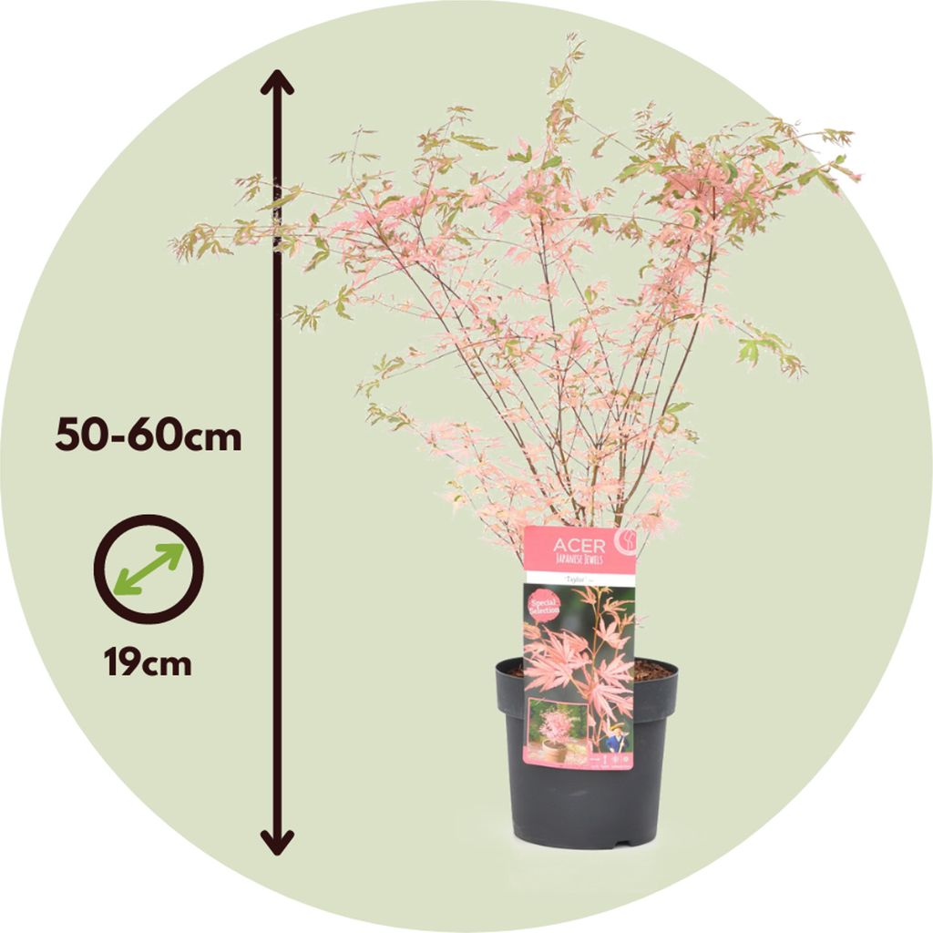 Japonský javor - Acer palmatum 'Taylor' - Výška 50-60cm - Obrázok produktu 2