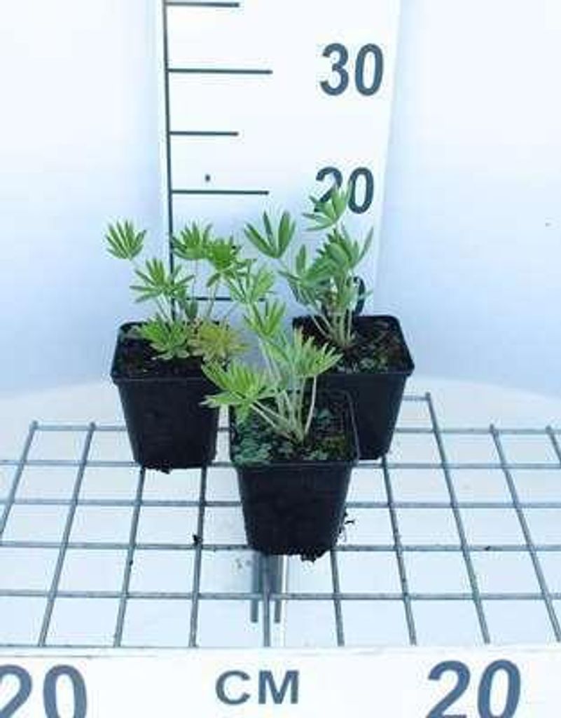 6 x Lupinus hybr. 'Gallery White' - Lupine - Topf 9 x 9 cm