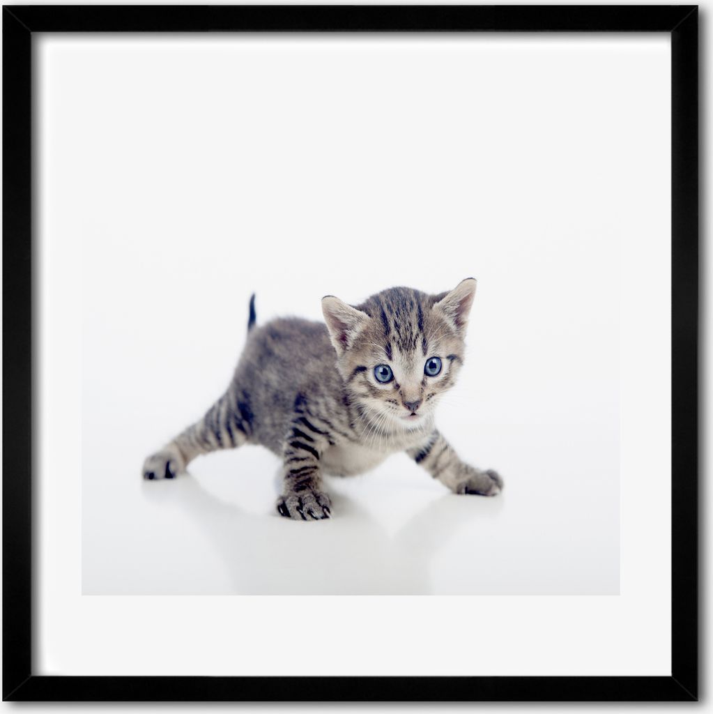 Bild - 50 cm x 50 cm - MDF - Rahmen, Wandkunst - Kleine Katze