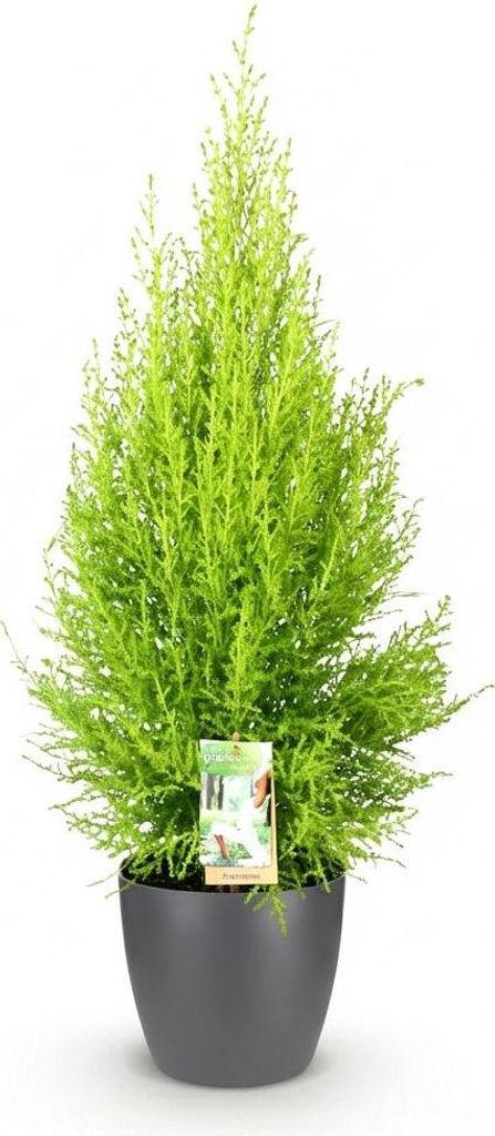Zimmerzypresse Cupressus Goldcrest Wilma Ø21cm 85-95cm Mit Topf Zimmerkonifere