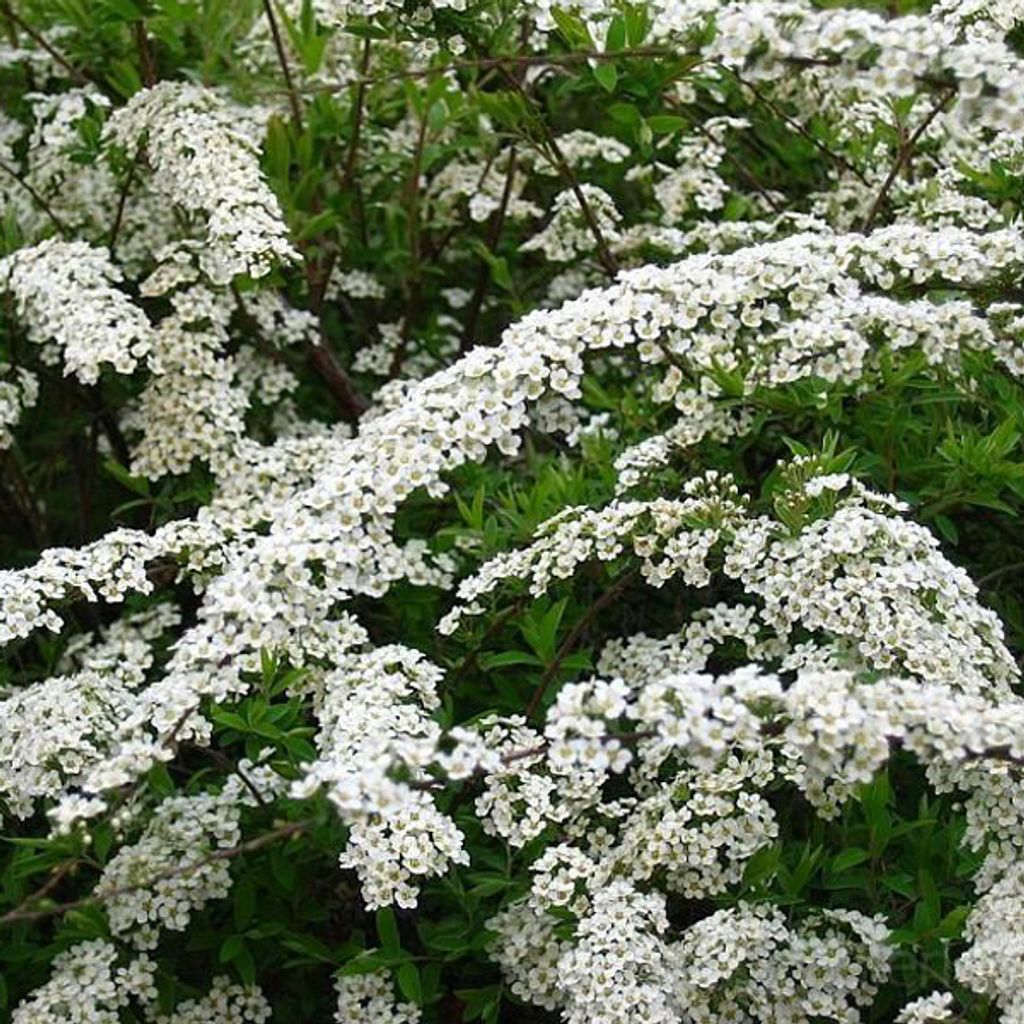 2 x  Rispenspiere  - Spiraea cinerea 'Grefsheim'  | 40-60 Produktbild 