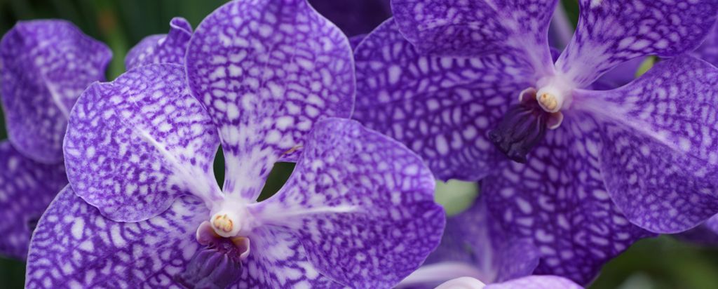 hansepuzzle 99043 - Orchidee Panorama-Puzzle 2000 Teile | Natur Puzzle, 2028 Teile, Natur, 60,0 x 46,0cm mit hochwertiger Aufbewahrung, Kartonbox &...
