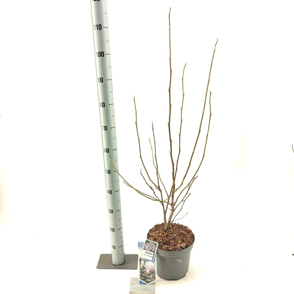 Magnolia soulangeana Superba 70-80 cm - Magnolia à fleurs de tulipe