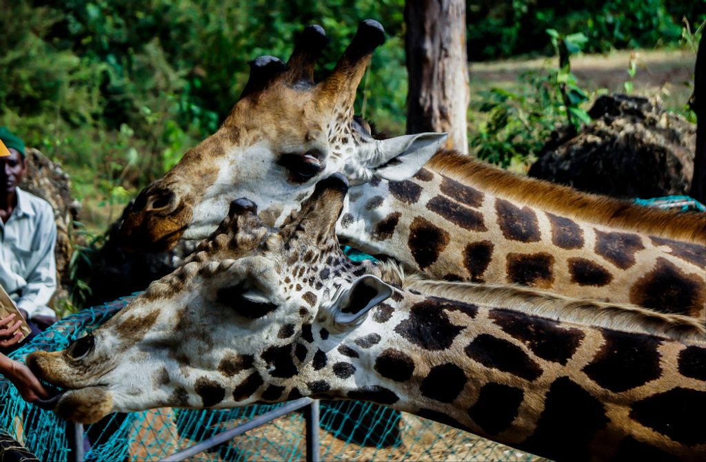 hansepuzzle 75482 - Giraffen Puzzle, 500 Teile, Tierwelt, 46,0 x 30,0cm mit hochwertiger Aufbewahrung, Kartonbox und wiederverschließbarem Beutel