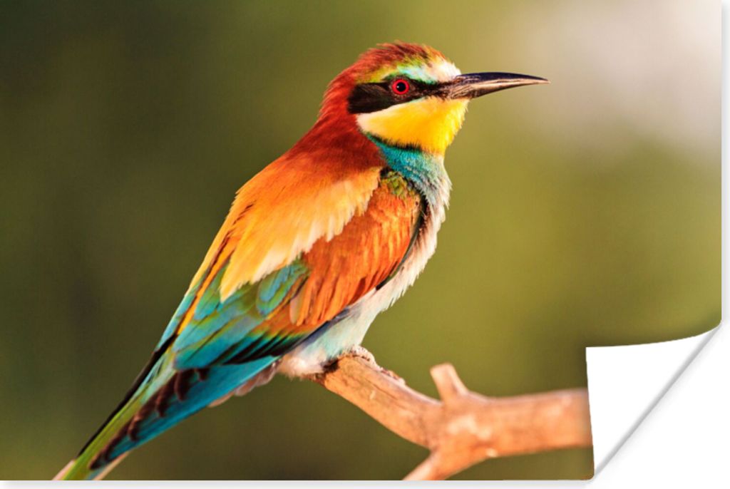 MuchoWow Poster Vögel - Bienenfresser - Regenbogen - Tiere 90x60 cm - Schlafzimmer