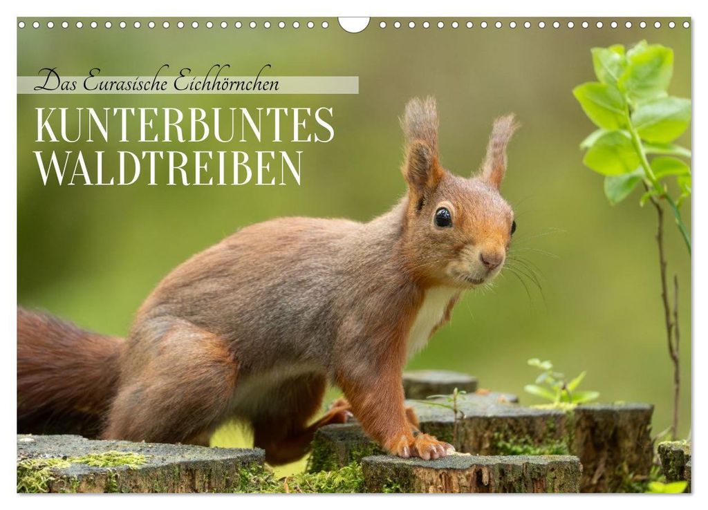 Das Eurasische Eichhörnchen - Kunterbuntes Waldtreiben (Wandkalender 2027 DIN A3 quer), CALVENDO Monatskalender